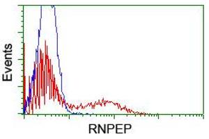 HEK293T cells transfected with either RC200756 overexpress plasmid (Red) or empty vector control plasmid (Blue) were immunostained by anti-RNPEP antibody (ABIN2455312), and then analyzed by flow cytometry. (RNPEP 抗体)
