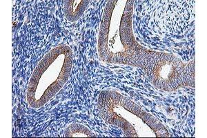 Image no. 2 for anti-ATG3 Autophagy Related 3 (ATG3) antibody (ABIN1496760) (ATG3 抗体)