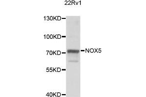 Western blot analysis of extracts of 22Rv1 cells, using NOX5 antibody (ABIN2564190) at 1:1000 dilution. (NOX5 抗体)