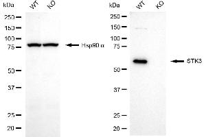 Western blotting analysis using STK3 antibody (ABIN7800312). (Recombinant STK3 抗体)