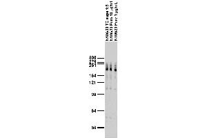 Adult rat brain membrane immunoblot.