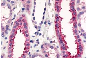 Anti-VN1R1 antibody  ABIN1049463 IHC staining of human kidney, renal tubules. (VN1R1 抗体  (C-Term))