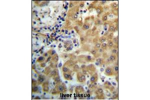 TRIM4 Antibody (N-term) (ABIN657212 and ABIN2846322) immunohistochemistry analysis in formalin fixed and paraffin embedded human liver tissue followed by peroxidase conjugation of the secondary antibody and DAB staining. (TRIM4 抗体  (N-Term))