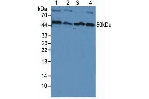 Western blot analysis of (1) Human HeLa cells, (2) Human HepG2 Cells, (3) Human Jurkat Cells and (4) Human K-562 Cells. (PIK3CB 抗体  (AA 321-507))