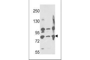 Western blot analysis of Neprilysin Antibody (C-term) (ABIN391499 and ABIN2841464) in ,,Ramos cell line lysates (35 μg/lane). (MME 抗体  (C-Term))