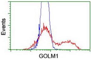 Image no. 1 for anti-Golgi Membrane Protein 1 (GOLM1) antibody (ABIN1498492) (GOLM1 抗体)