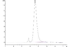 The purity of Mouse CD43 is greater than 95 % as determined by SEC-HPLC. (CD43 Protein (AA 20-248) (His tag))