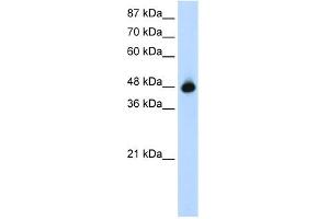 WB Suggested Anti-GTPBP9 Antibody Titration:  1. (OLA1 抗体  (N-Term))