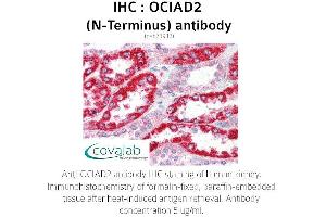 Image no. 1 for anti-OCIA Domain Containing 2 (OCIAD2) (N-Term) antibody (ABIN1737618) (OCIAD2 抗体  (N-Term))