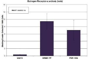 Estrogen Receptor-α antibody (mAb) tested by ChIP. (Estrogen Receptor alpha 抗体  (C-Term))