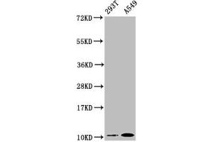 Western Blot Positive WB detected in: 293T whole cell lysate, A549 whole cell lysate All lanes: Apolipoprotein A II antibody at 0. (Recombinant APOA2 抗体)