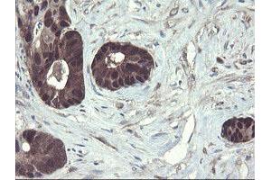 Image no. 6 for anti-TSC22 Domain Family, Member 1 (TSC22D1) antibody (ABIN1501540)