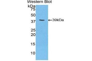 Western Blotting (WB) image for anti-Hepcidin Antimicrobial Peptide (HAMP) (AA 23-84) antibody (ABIN1859136) (Hepcidin 抗体  (AA 23-84))