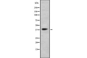 Western blot analysis GPR41 using K562 whole cell lysates (FFAR3 抗体  (C-Term))