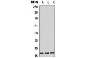 Western blot analysis of Histone H3 (pT11) expression in HepG2 EGF-treated (A), SP2/0 EGF-treated (B), rat brain (C) whole cell lysates.