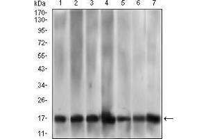 Western blot analysis using MRPL42 mouse mAb against HL7702 (1), HepG2 (2), SMMC-7721 (3), HEK293 (4), HL60 (5), HeLa (6), and Raji (7) cell lysate. (MRPL42 抗体  (AA 142-203))