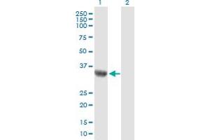 Western Blot analysis of C9orf100 expression in transfected 293T cell line by C9orf100 MaxPab polyclonal antibody. (C9orf100 抗体  (AA 1-335))