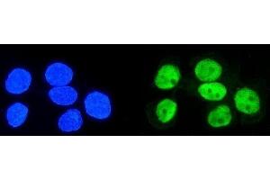IF analysis of hnRNP D/AUF1/HNRNPD using anti-hnRNP D/AUF1/HNRNPD antibody (ABIN7602591). (HNRNPD/AUF1 抗体  (AA 88-246))