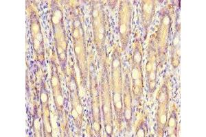 Immunohistochemistry of paraffin-embedded human small intestine tissue using ABIN7166087 at dilution of 1:100 (S100G 抗体  (AA 1-66))