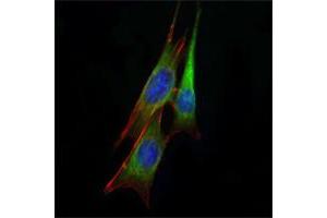 Immunofluorescence analysis of NIH/3T3 cells using anti-ETS1 mAb (green). (ETS1 抗体)