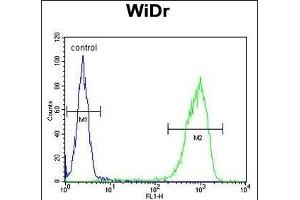 TANK Antibody (Center) (ABIN652041 and ABIN2840515) flow cytometric analysis of WiDr cells (right histogram) compared to a negative control cell (left histogram). (TANK 抗体  (AA 88-114))