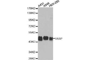 Western blot analysis of extracts of various cell lines, using VASP antibody.