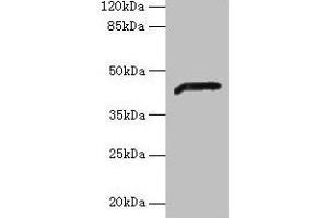 Western blot All lanes: ADH7 antibody at 2 μg/mL + Mouse liver tissue Secondary Goat polyclonal to rabbit IgG at 1/10000 dilution Predicted band size: 42, 43 kDa Observed band size: 42 kDa (ADH7 抗体  (AA 1-386))