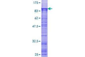 ZNF449 Protein (AA 1-518) (GST tag)