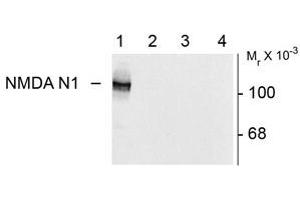 Image no. 2 for anti-Glutamate Receptor, Ionotropic, N-Methyl D-Aspartate 1 (GRIN1) (Variant N1) antibody (ABIN305686) (GRIN1/NMDAR1 抗体  (Variant N1))