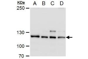 WB Image O-GlcNAc transferase antibody detects O-GlcNAc transferase protein by western blot analysis. (OGT 抗体)
