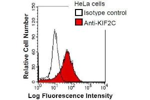 HeLa cells were fixed in 2% paraformaldehyde/PBS and then permeabilized in 90% methanol. (KIF2C 抗体)