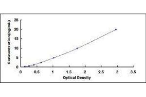 ELISA image for Chemokine (C-X-C Motif) Receptor 3 (CXCR3) ELISA Kit (ABIN415400)