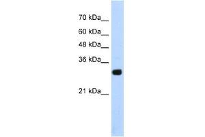 WB Suggested Anti-SOX15 Antibody Titration:  1. (SOX15 抗体  (Middle Region))