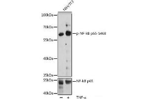 Western blot analysis of extracts of NIH/3T3 cells using Phospho-RELA(S468) Polyclonal Antibody at dilution of 1:2000. (NF-kB p65 抗体  (pSer468))