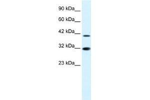 WB Suggested Anti-IRF2 Antibody Titration:  0. (IRF2 抗体  (N-Term))