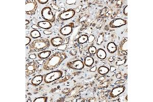 IHC analysis of SH2D4A using anti-SH2D4A antibody (ABIN7601695). (SH2D4A 抗体  (AA 42-454))