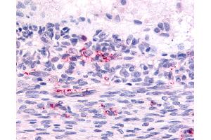 Anti-LPHN2 antibody IHC of human ovary, Graafian follicle. (LPHN2 抗体  (N-Term))