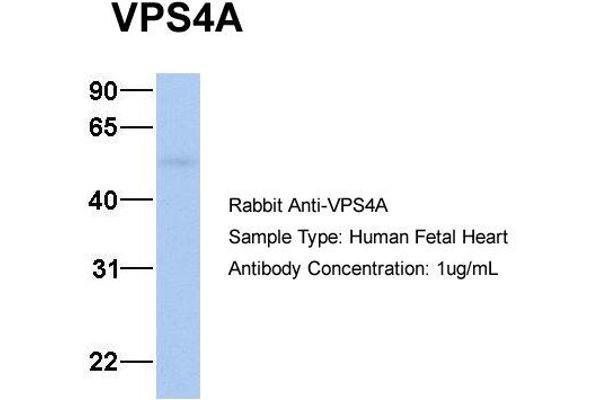 VPS4A antibody  (N-Term)