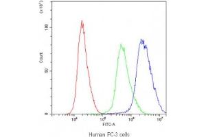 Flow cytometry testing of human PC-3 cells with PTP4A2 antibody at 1ug/10^6 cells (blocked with goat sera) (PTP4A2 抗体)