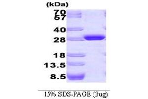 SDS-PAGE (SDS) image for Green Fluorescent Protein (GFP) (AA 1-238) protein (ABIN666762) (GFP Protein (AA 1-238))