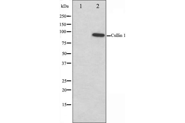 Cullin 1 抗体