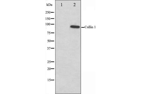 Cullin 1 anticorps