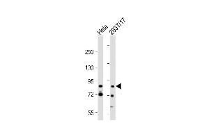 All lanes : Anti-G2E3 Antibody (Center) at 1:2000 dilution Lane 1: Hela whole cell lysate Lane 2: 293T/17 whole cell lysate Lysates/proteins at 20 μg per lane. (G2E3 抗体  (AA 226-252))