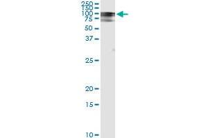 Immunoprecipitation of RALBP1 transfected lysate using anti-RALBP1 monoclonal antibody and Protein A Magnetic Bead , and immunoblotted with RALBP1 MaxPab rabbit polyclonal antibody. (RALBP1 抗体  (AA 1-655))