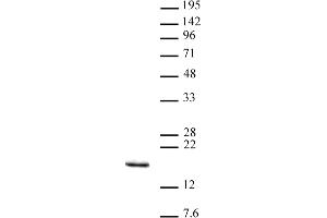 Histone H3K14me3 antibody (pAb) tested by Western blot. (Histone 3 抗体  (3meLys14))
