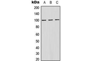 Western blot analysis of ATP1A1 (pS16) expression in HeLa (A), MCF7 (B), Raw264.
