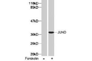 Western blot analysis of extract from 293 cells using JUND (phospho S255) polyclonal antibody . (JunD 抗体  (pSer255))