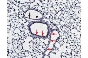 Expression of Bestrophin-1 in rat lung - Immunohistochemical staining of paraffin embedded rat lung sections using Anti-Bestrophin-1 (extracellular) Antibody (ABIN7042964, ABIN7043934 and ABIN7043935), (1:100). (Bestrophin 1 抗体  (3rd Extracellular Loop))