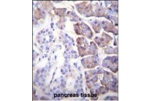 Immunohistochemistry (Paraffin-embedded Sections) (IHC (p)) image for anti-Carboxypeptidase B1 (Tissue) (CPB1) (AA 9-37), (N-Term) antibody (ABIN655962)