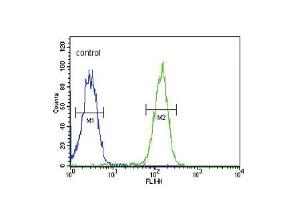 Flow cytometric analysis of MDA-MB435 cells (right histogram) compared to a negative control cell (left histogram). (SLC9A3R1 抗体  (AA 168-197))